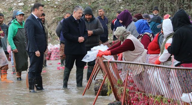 Vali Yılmaz, Turp Tesisini Ziyaret Etti