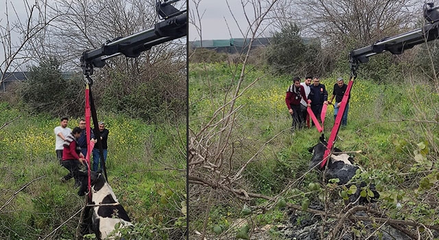 Adana’da balçığa saplanan ineği itfaiye ekipleri kurtardı