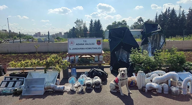 Adana’da iklimlendirme sistemiyle kenevir yetiştiren 5 şüpheli yakalandı