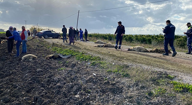 Adana’da otomobilin çarptığı çoban ağır yaralandı