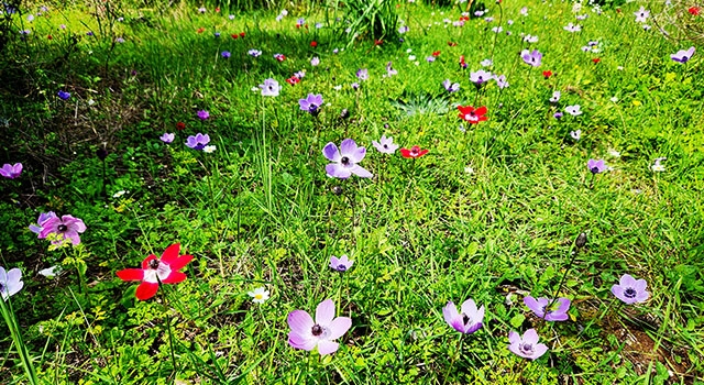Antalya’da baharın müjdecisi anemonlar çiçek açtı