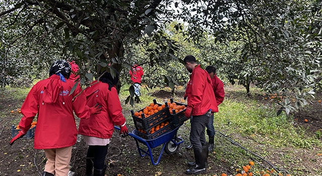 Hatay’a gelen gönüllü gençler, çiftçilerle narenciye topladı