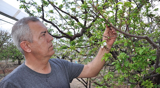 Mersin Silifke’de erik üreticileri hasada hazırlanıyor