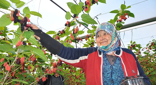 Mersin’de serada yetiştirilen karadutta hasat mesaisi başladı