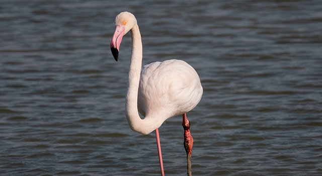 Adana’da yaralı flamingo görüntülendi