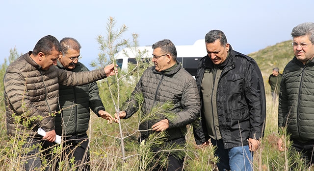 Hatay’da geçen yıl yanan 663 hektar ormana 6 ton kızılçam tohumu ekildi