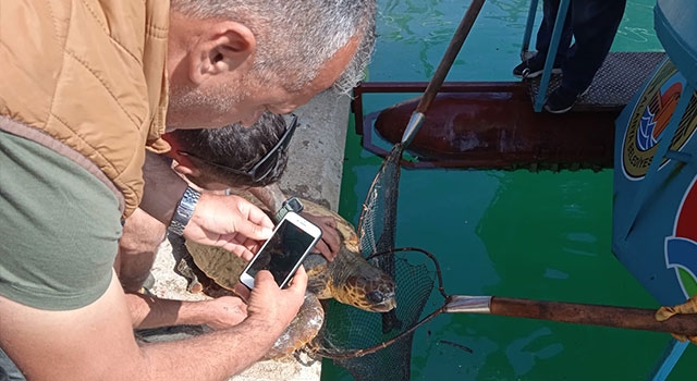 Alanya’da misinaya dolanan caretta caretta kurtarıldı