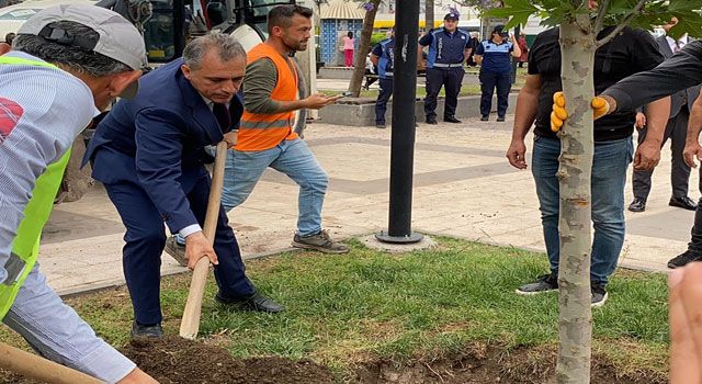 Başkan, Parka Yeni Çınar Ağaçları Dikti