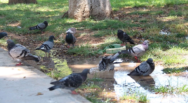 Hatay’da sıcak hava etkili oldu