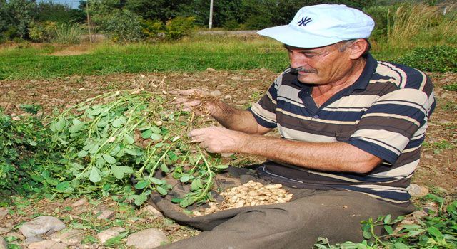 Osmaniye Yer Fıstığına AB Komiyonu Tescili