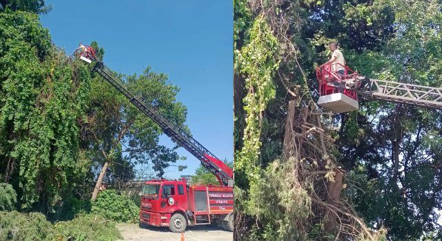 Toprakkale'de Fırtınadan Zarar Gören Ağaçlar Budandı