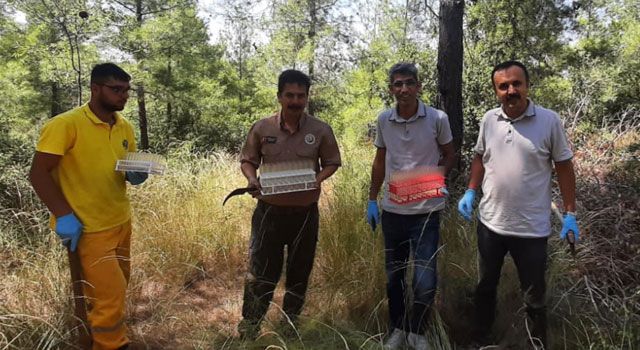 Avcı Böcekler, Osmaniye’de Ormanlara Salındı