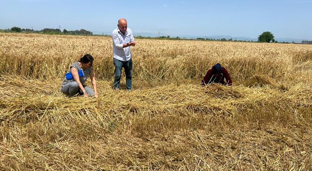 Osmaniye’de Ekilecek Tarım Ürünleri Belli Oldu