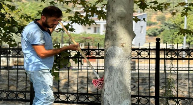 Parklardaki ağaçlar belediye tarafından zararlı haşerelere karşı kireçlendi