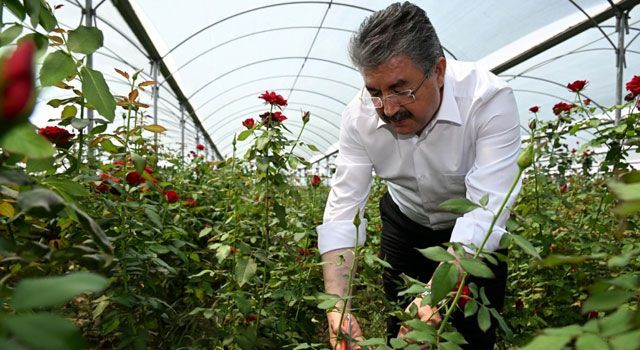 Vali Yılmaz, Gül Serasında Hasat Yaptı