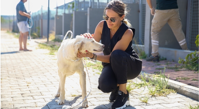 Antalya Büyükşehir Belediyesi barınağındaki 642 kedi ve köpek sahiplendirildi