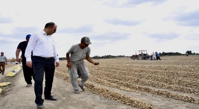 Kadirli’de Yer Fıstığı Hasadı Başladı: Kaymakam Erdinç Dolu Çiftçilerle Buluştu