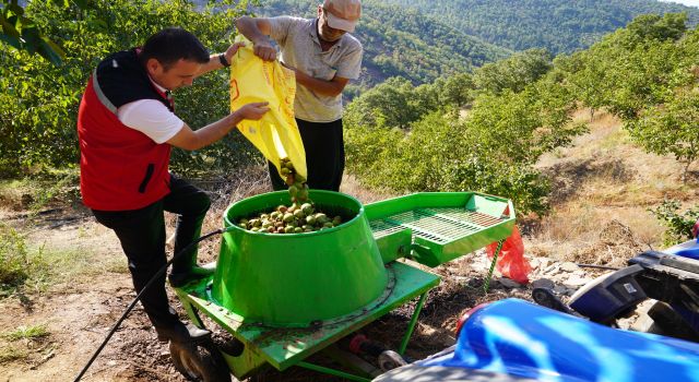 Osmaniye'de Başlayan Ceviz Hasadı Üreticinin Yüzünü Güldürdü