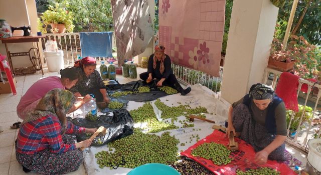 Kadınlar Zeytin Kırarak Hasat Sezonunu Açtı