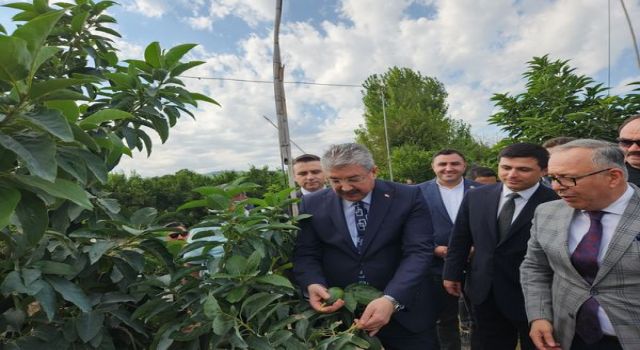 Vali Yılmaz'dan Avokado Üretimine Övgü: "Bölge İçin Çok Kıymetli Bir Ürün"