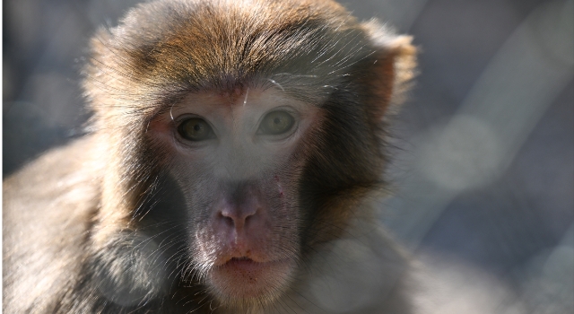 Antalya’da evde bulunan rhesus maymunu, yeni yuvasında ziyaretçiyle buluştu