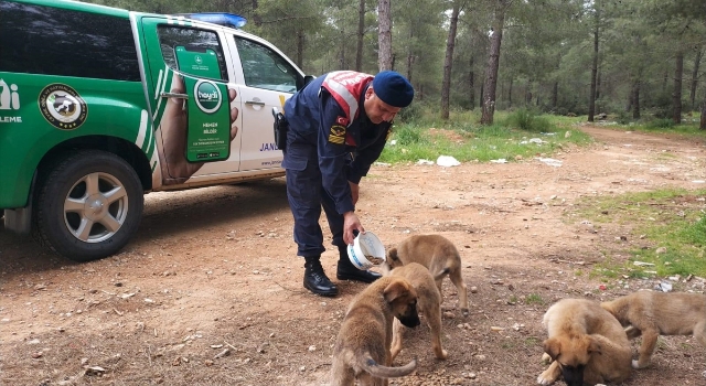 Antalya’da jandarma ekipleri sokak hayvanları için mama bıraktı