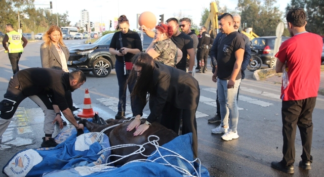 Antalya’da kalp masajıyla hayata döndürülen at kaldırıldığı klinikte telef oldu