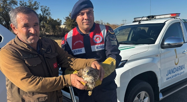 Burdur’da yaralı boz şahini jandarma ekipleri kurtardı