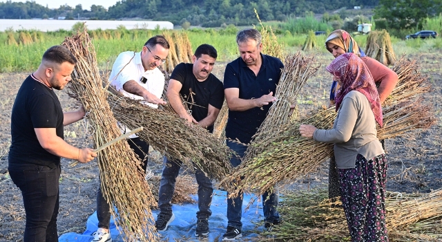 Coğrafi işaretli Manavgat susamı, otellerin mutfaklarını lezzetlendiriyor