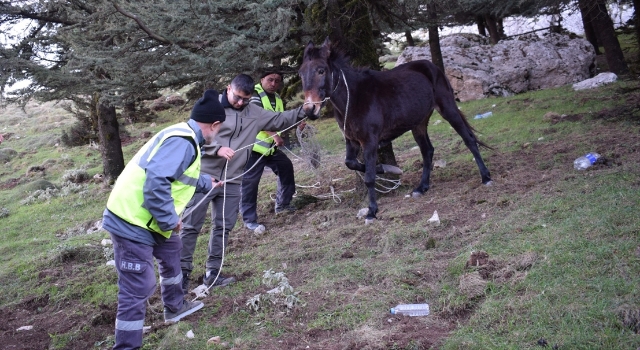 Hatay’da başıboş yaralı katır tedaviye alındı