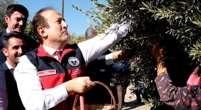 Mersin’de 1300 yıllık anıt ağaçta yetişen zeytinler toplandı