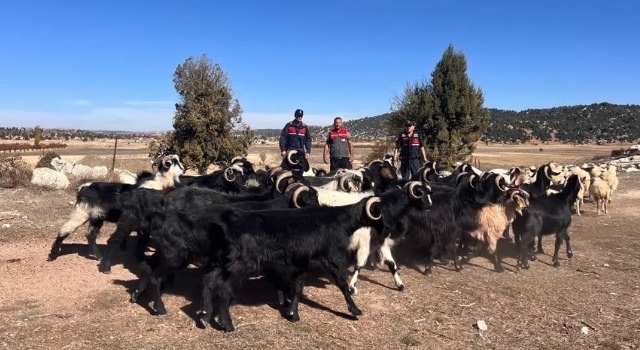 Mersin’de ormanda kaybolan 40 küçükbaşı jandarma buldu