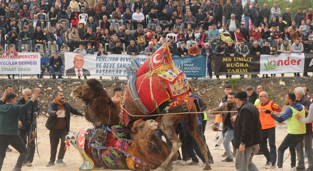 Antalya’da develer güreştirildi