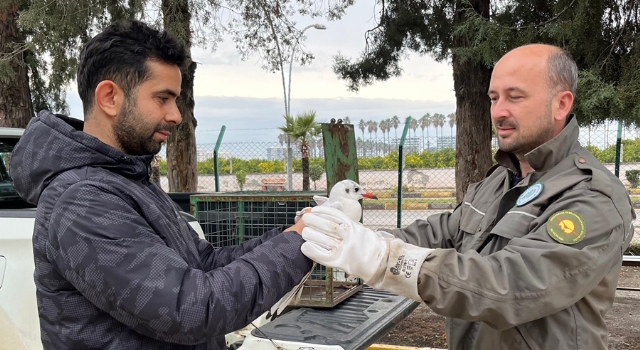 Hatay’da yaralı halde bulunan martı tedaviye alındı