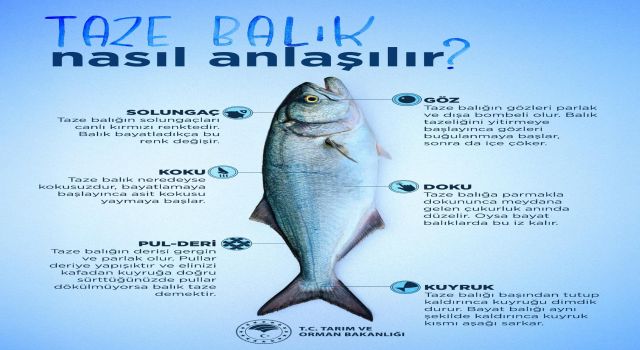 Taze Balık Nasıl Anlaşılır?