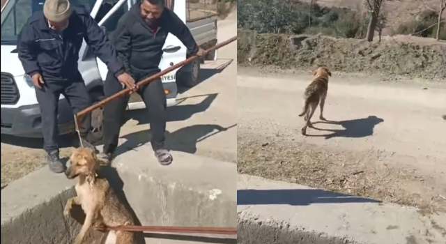 Düziçi'nde Sulama Kanalına Düşen Köpek Kurtarıldı