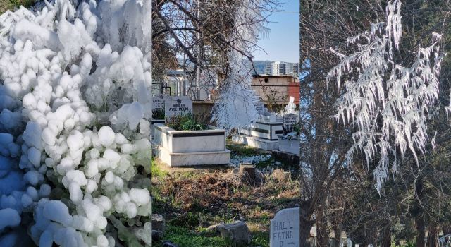 Osmaniye'de Dondurucu Soğuk: Ağaçlar Buz Tuttu, Vatandaşlar Şaşkın