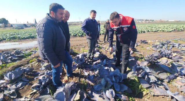 Osmaniye’de Zirai Don Zararları İçin Tespit Çalışmaları Yapıldı