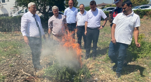 Ele geçirilen kenevirler tarım ekiplerinin gözetiminde yakıldı