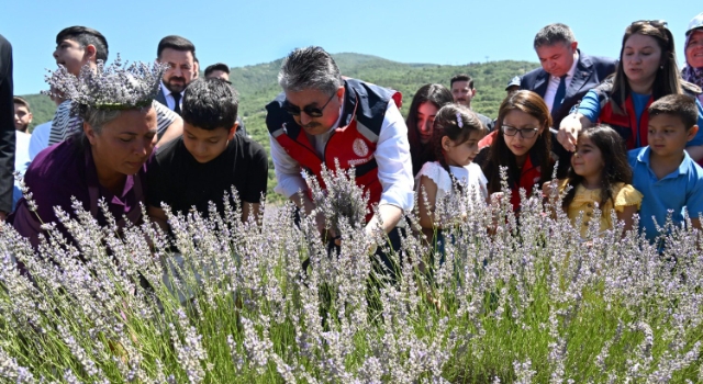 Vali Yılmaz, Çocuklarla Birlikte Lavanta Hasadı Yaptı