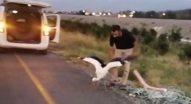 Toprakkale'de Yaralı Leylek Koruma Altına Alındı