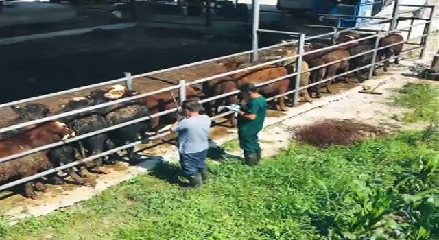 Kadirli’de İthal Besilik Sığırların Sağlık Kontrolleri Sürüyor
