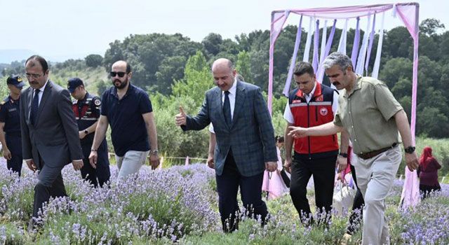 Lavanta ve Zeytin Çiçeği Festivali Yoğun Katılımla Gerçekleşti