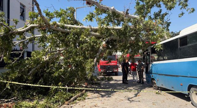 Osmaniye’de Çınar Ağacı Dolmuşun Üzerine Devrildi