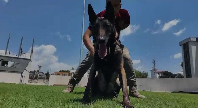 Osmaniye'nin Narkotik Köpeği JARDİ Türkiye Birincisi Oldu