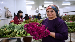Anneler Günü için Türkiye’den Avrupa’ya 70 milyon dal çiçek ihracatı