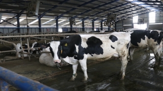 Burdur’da müzik dinletilen ineklerin süt verimliliği araştırılıyor