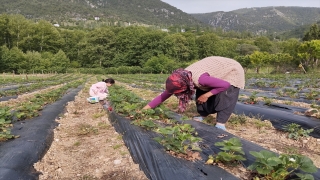 Adana’da destekle kurulan bahçeden müşteriler satın alacakları çilekleri kendileri topluyor