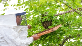Uzmanından ”Oğul veren ’firari arılar’dan korkmayın” uyarısı