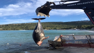 Kemer’de kıyıya vurmuş ölü yunus bulundu